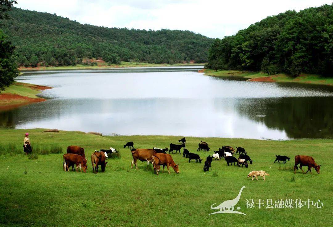 祿豐招聘網(wǎng)最新招聘,祿豐招聘網(wǎng)最新招聘動(dòng)態(tài)，職業(yè)發(fā)展的黃金機(jī)會(huì)