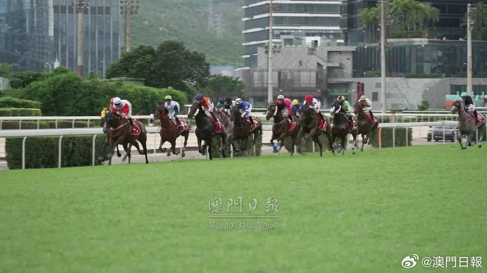 今晚澳門馬出什么特馬,今晚澳門馬會(huì)出什么樣的特馬？探索賽馬世界的神秘與魅力