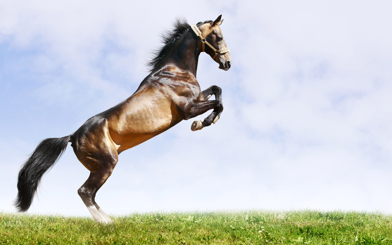 今晚澳門馬出什么特馬,今晚澳門馬出什么特馬，探索澳門賽馬世界的神秘面紗