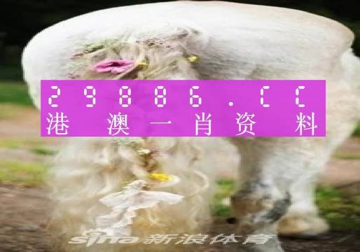 今晚一肖一碼澳門一肖四不像,今晚一肖一碼澳門一肖四不像，探索神秘預測世界