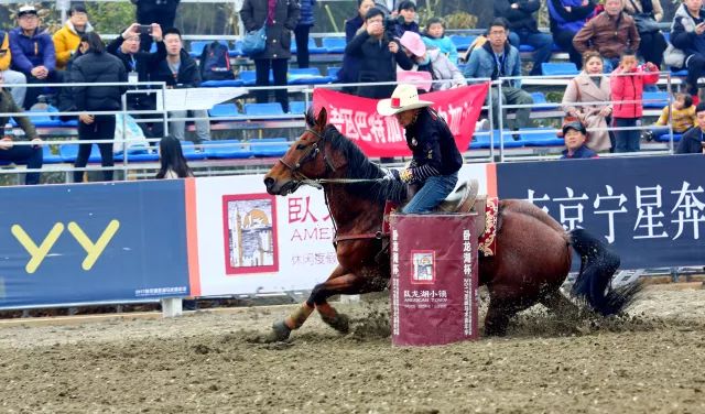 新澳今天開什么特馬,新澳今日馬術(shù)賽事前瞻，探尋特馬的風(fēng)采