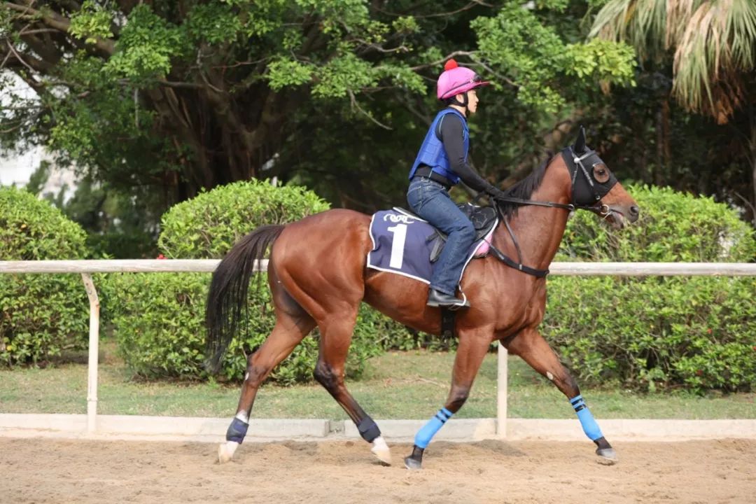 今晚澳門特馬開什么今晚四不像,今晚澳門特馬揭曉，四不像也成焦點(diǎn)